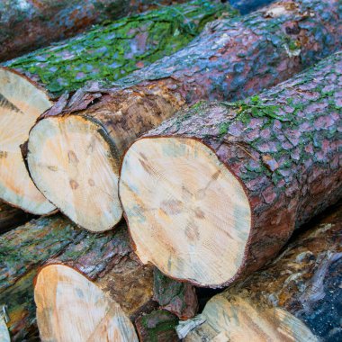 Çam kerestesi. Parmaklıklar birbiri ardına. Çam ağacı yosunla kaplı. Odun kes. Kare resim.