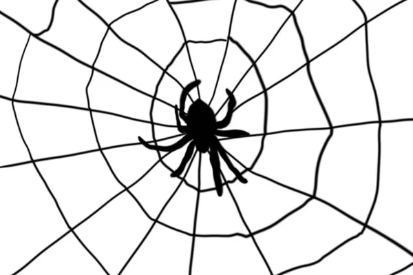 Spider Web White Background Horizontal Image — Foto de Stock