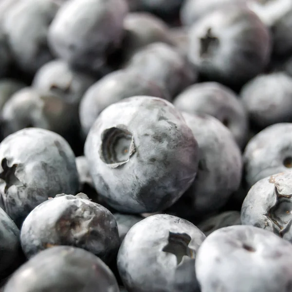 blueberries close-up. source of vitamins. Square image