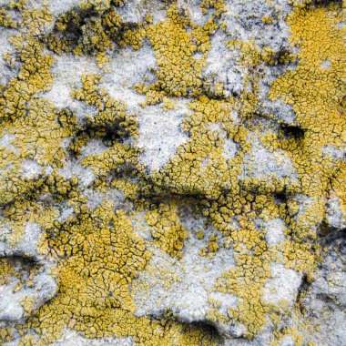 Duvara sürülen boyanın kaba dokusu