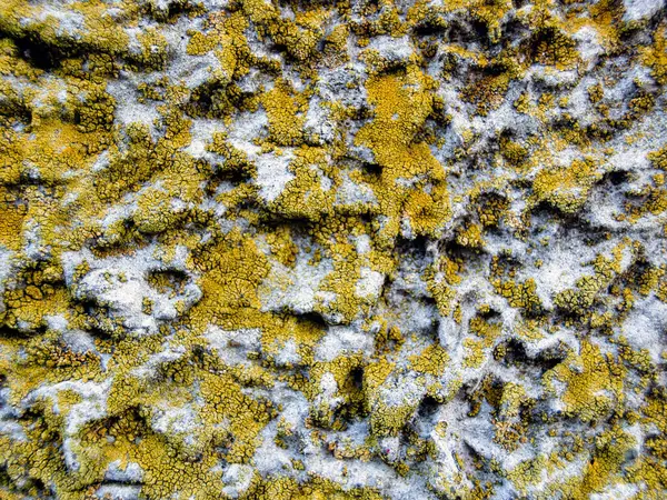 Texture Rugueuse Peinture Appliquée Sur Mur — Photo