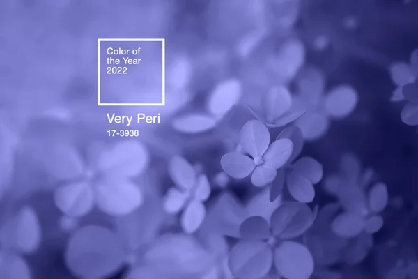 2022年の色 非常にペリで着色された閉鎖アジサイの花 トレンドコンセプトのナチュラルバナー テキスト用の場所 落ち着いた花の背景 ロイヤリティフリーのストック写真