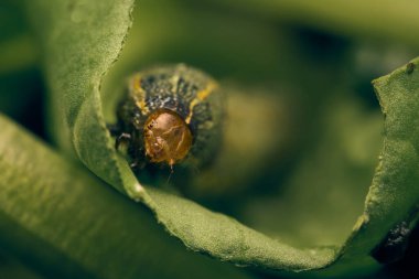Yaprakların üzerinde yeşil ve kahverengi tırtıl.