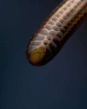 Mavi arka plandaki kör bir yılanın detayları..