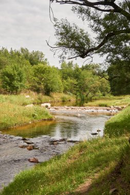 Çimenli ve ağaçlı bir nehrin manzarası.