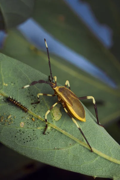 Insectos Con Líneas Amarillas Entre Hojas —  Fotos de Stock