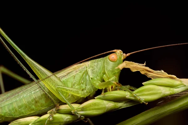 Details Green Grasshopper Grasses — Stock Photo, Image