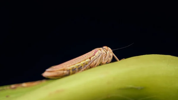 Gelbe Und Rote Hemipteren Auf Einem Grünen Blatt — Stockfoto