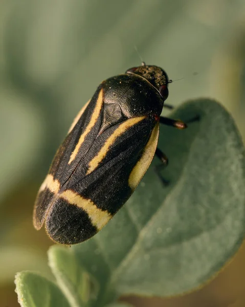 Κίτρινο Και Μαύρο Hemiptera Ένα Πράσινο Φύλλο — Φωτογραφία Αρχείου