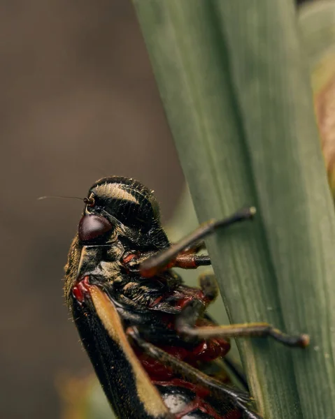 Geel Zwart Hemiptera Een Groen Blad — Stockfoto