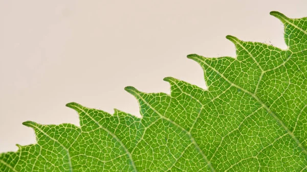 Szczegóły Dotyczące Żył Zielonego Liścia — Zdjęcie stockowe