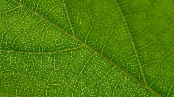 Λεπτομέρεια Του Χρώματος Πράσινου Φύλλου — Φωτογραφία Αρχείου