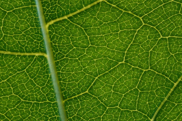 Λεπτομέρεια Του Χρώματος Πράσινου Φύλλου — Φωτογραφία Αρχείου