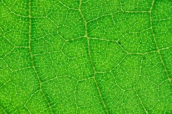 Vein Details Green Leaf — Stock Photo, Image