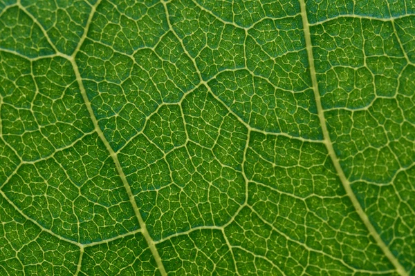 Детали Вены Зелёного Листа — стоковое фото