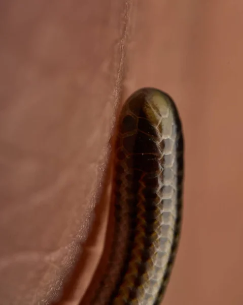垂直失明毒蛇的详细资料 — 图库照片
