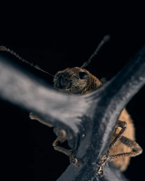 Λεπτομέρειες Για Ένα Weevil Μαύρο Φόντο — Φωτογραφία Αρχείου