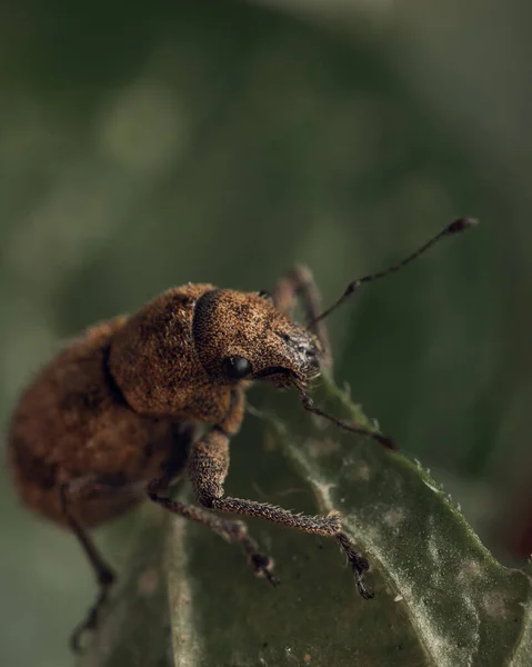 Détails Charançon Sur Une Feuille Verte — Photo