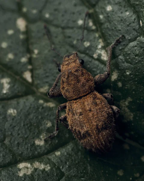 Details Weevil Green Leaf — Stock Photo, Image