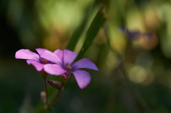 Güneşteki Mor Çiçeğin Ayrıntıları Gölgedeki Yeşil Bitki Örtüsü — Stok fotoğraf