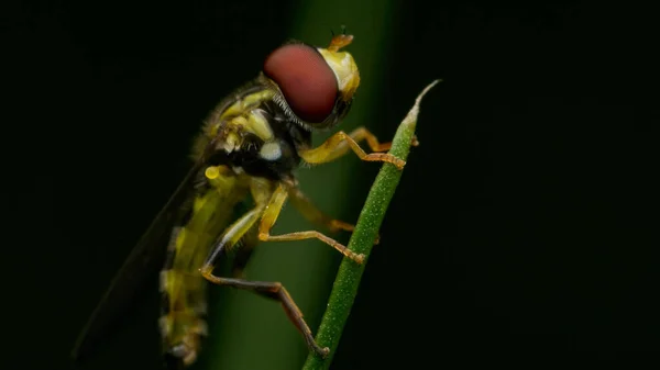 Dettagli Syrphidae Appollaiato Erba Verde — Foto Stock