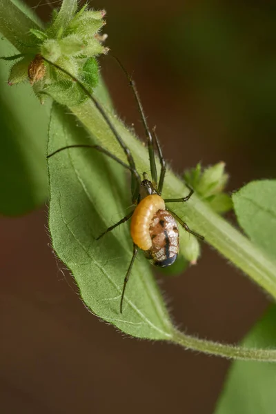 Aranha Leucauge Parasitada Por Uma Vespa Seu Abdômen Larva — Fotografia de Stock