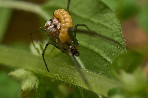 Leucauge Αράχνη Parasitized Από Μια Σφήκα Στην Κοιλιά Του Προνύμφη — Φωτογραφία Αρχείου