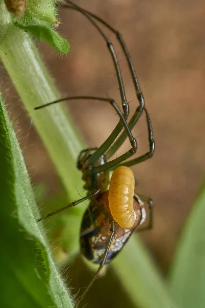 Ragno Leucauge Parassitato Una Vespa Nel Suo Addome Larva — Foto Stock