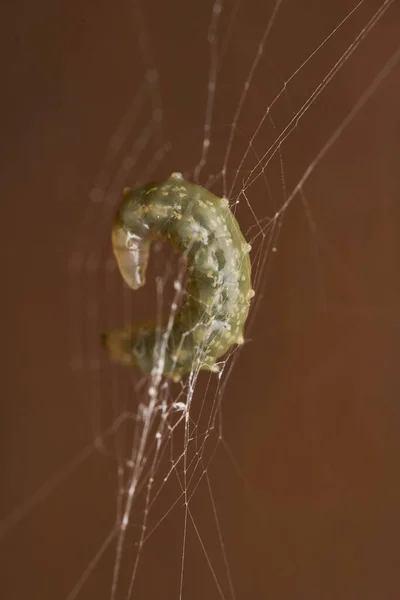 Leucauge Örümceği Bir Eşekarısı Tarafından Asalak Edilmiş Karnında Larva Var — Stok fotoğraf