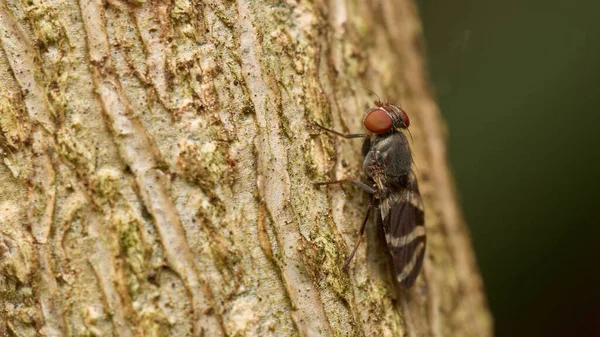 Detaily Mouchy Usazené Hnědém Stromě — Stock fotografie