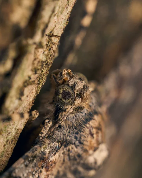 そのカモフラージュによって目立たない 木の上に突き出た茶色の蛾 — ストック写真