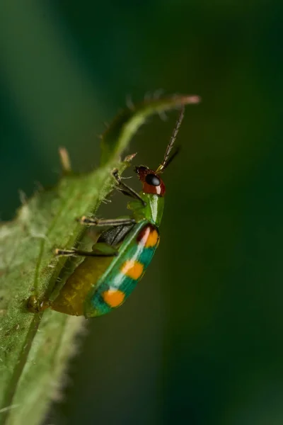 Detalhes Uma Joaninha Verde Entre Folhas Ramos — Fotografia de Stock