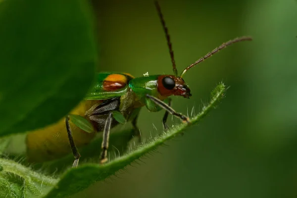 Details Van Een Groene Lieveheersbeestje Tussen Bladeren Takken — Stockfoto