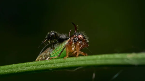 Details Eines Seltsamen Insekts Das Auf Einem Grünen Zweig Hockt — Stockfoto