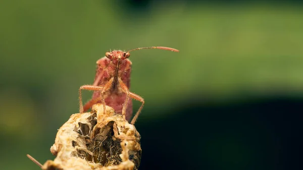 Yeşil Çim Yapraklarında Kırmızı Bir Böceğin Detayları — Stok fotoğraf