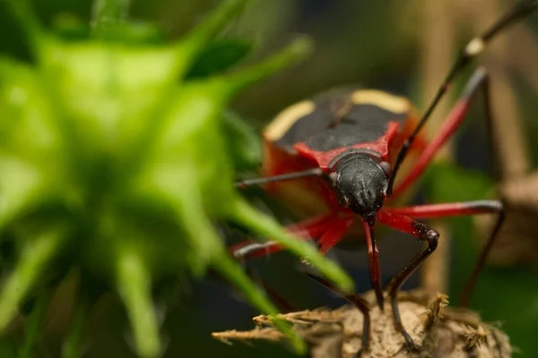 Details Van Zwarte Rode Insecten Hun Natuurlijke Omgeving — Stockfoto