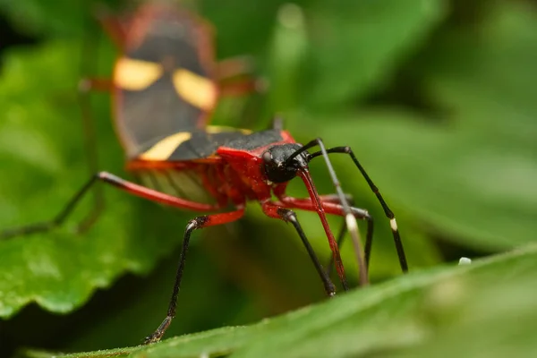Λεπτομέρειες Μαύρων Και Κόκκινων Εντόμων Στο Φυσικό Τους Περιβάλλον — Φωτογραφία Αρχείου