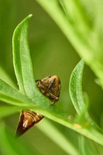 Yeşil Yapraklı Kahverengi Köpüklü Ağustos Böceği Detayları — Stok fotoğraf