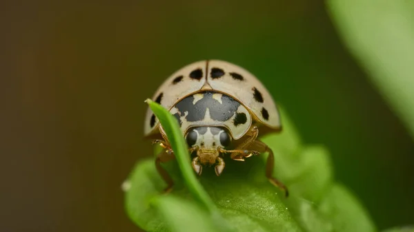 Yeşil Çimenlikteki Beyaz Kadın Böceğinin Detayları — Stok fotoğraf