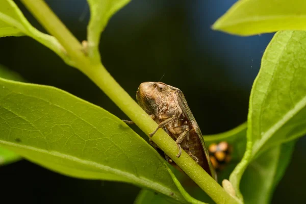 Détails Une Cicada Mousse Brune Sur Feuilles Vertes — Photo