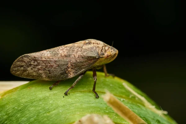 Yeşil Yapraklı Kahverengi Köpüklü Ağustos Böceği Detayları — Stok fotoğraf