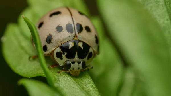 Detalhes Bug Senhora Branca Grama Verde — Fotografia de Stock