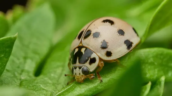 Details White Lady Bug Green Grass — Stock Photo, Image