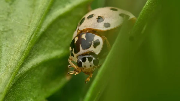 Details White Lady Bug Green Grass — Stock Photo, Image