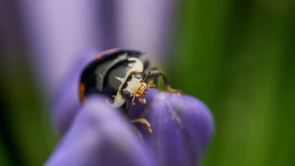 Coccinella Nera Con Macchie Arancioni Foglie Verdi — Foto Stock