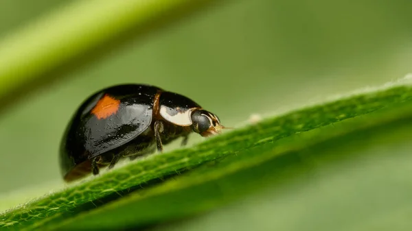 黒てんとう虫とオレンジの斑点緑の葉 — ストック写真