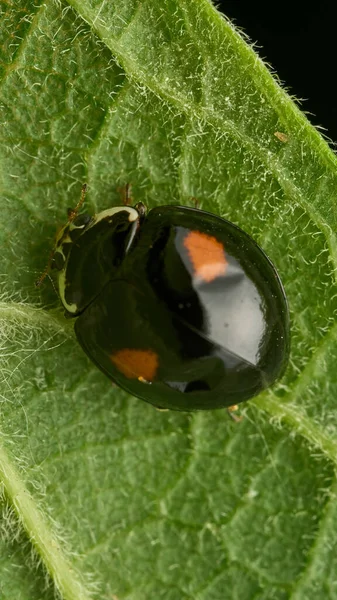 Zwarte Lieveheersbeestje Met Oranje Vlekken Groene Bladeren — Stockfoto