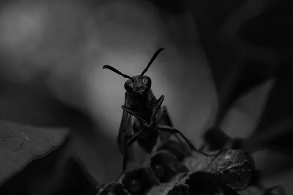 Détails Macro Une Guêpe Perchée Sur Votre Nid Abeille Noir — Photo