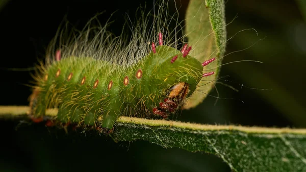 Details Green Caterpillar Branch — Stock Photo, Image