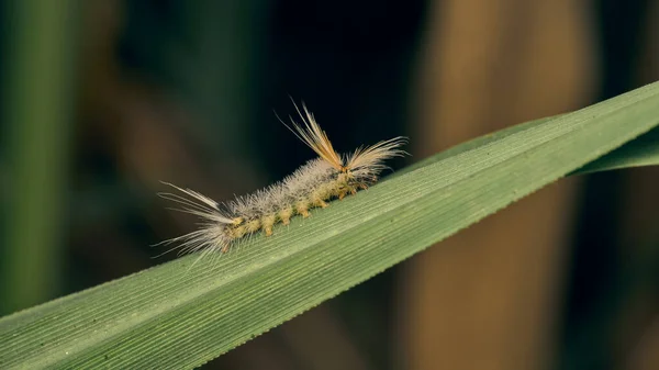 Details Van Een Rups Met Gele Haren Een Groen Gras — Stockfoto